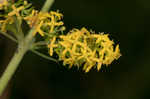 Yellow Spring bedstraw 